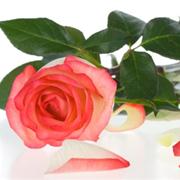 Gift Vouchers with a Rose