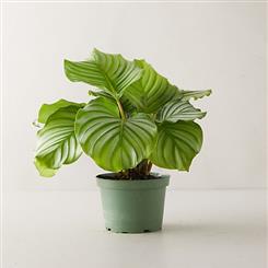   Ginger Lily Plant - Calathea Plant