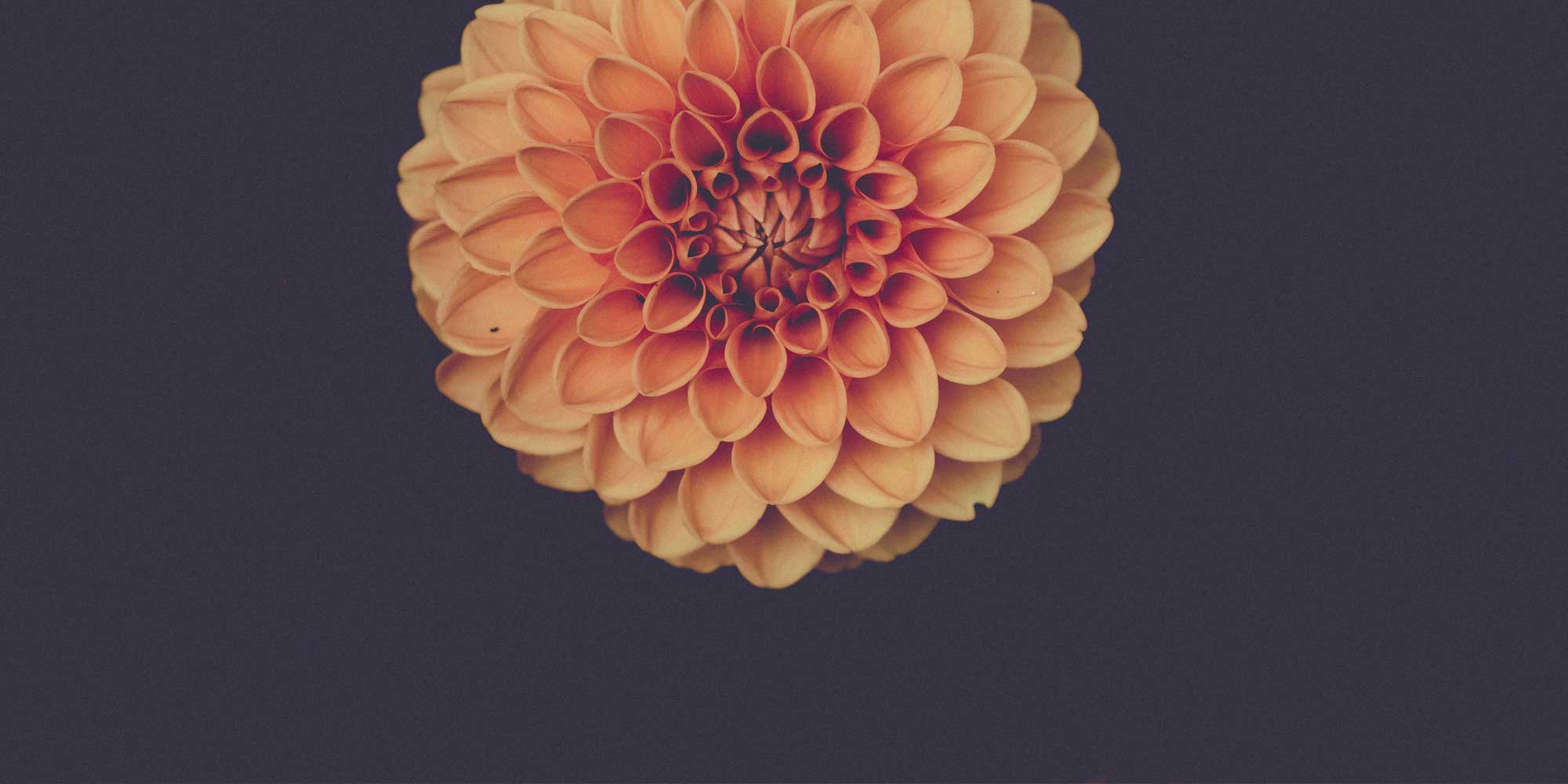 Ginger Lily Florist Brighton Order Online or 01273 504904