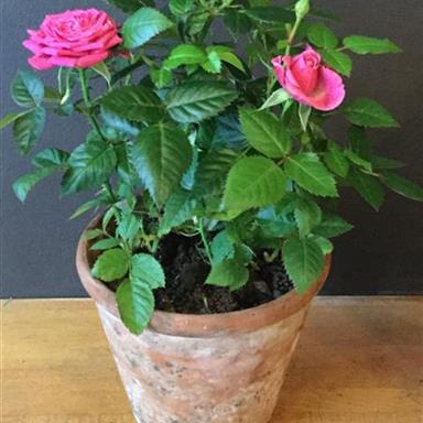 Ginger Lily Flowers Rose Plant In Vintage Pot Ginger Lily Flowers Rose Plant In Vintage Pot