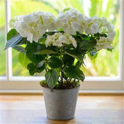   Ginger Lily Plant - Calming Hydrangea Plant