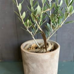 Ginger Lily Plant - Miniature Olive Tree