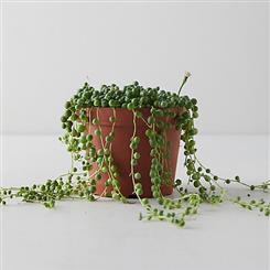   Ginger Lily Plant - A Lovely String of Pearls Plant