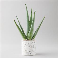   Ginger Lily Plant - Aloe Plant