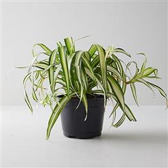   Ginger Lily Plant - Beautiful Spider Plant