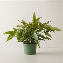   Ginger Lily Plant - Delightful Fern Plant
