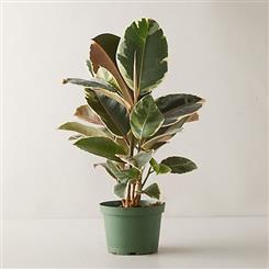   Ginger Lily Plant - Beautiful Ficus Plant