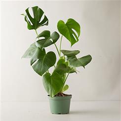  Ginger Lily Plant - The Monstera Deliciosa