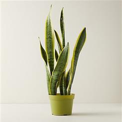  Ginger Lily Plant - The Snake Plant