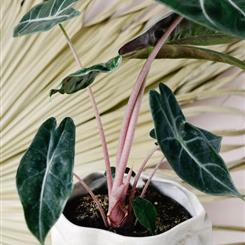  GINGER LILY PLANT - A Lovely Alocasia Pink Dragon