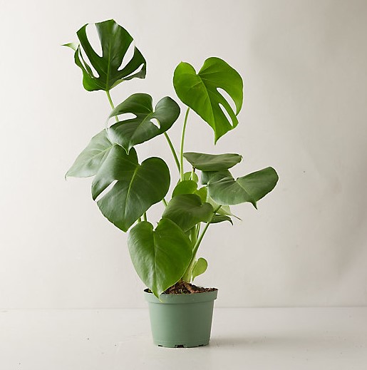 Ginger Lily Plant The Monstera Deliciosa Ginger Lily Plant The Monstera Deliciosa