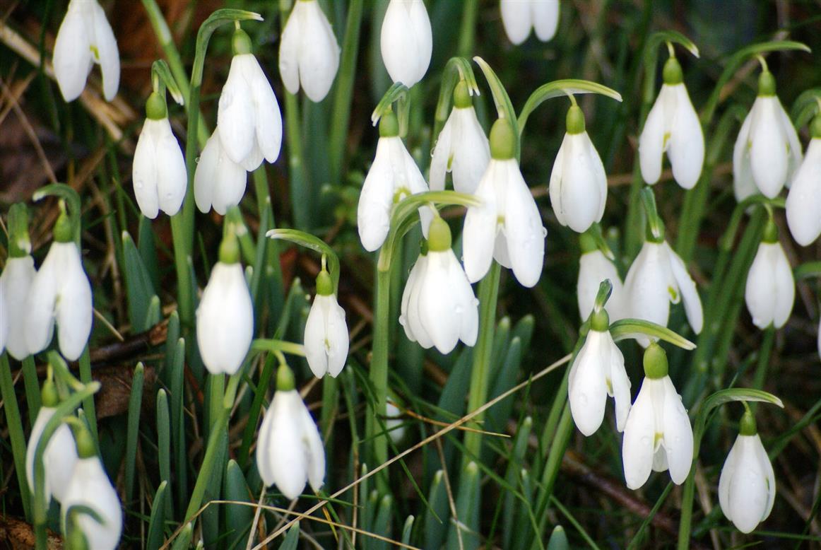 Isn't it a lovely time of year when the first of the bulbs start pushing their shoots out through the soil and then burst into life.  One of my favorites is the Snowdrop and they are just about to show their lovely delicate flowers in our garden