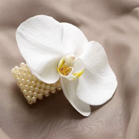 fwthumbphalenopsis-corsarge.jpg